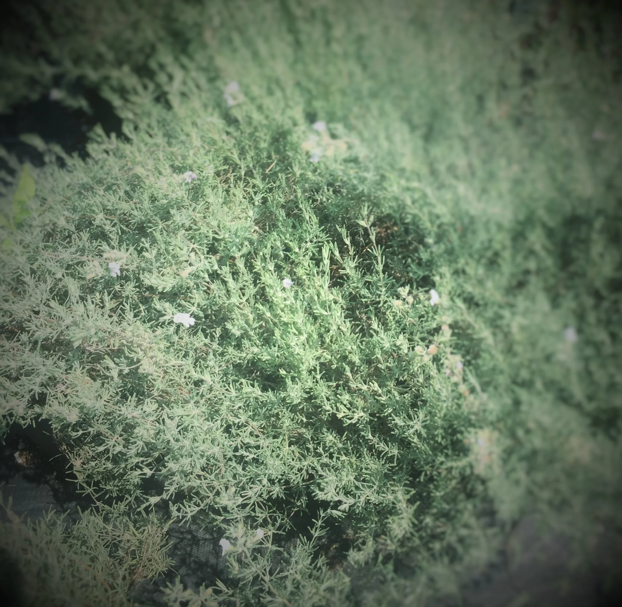 Conradina 'Gray Mound'