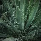 Yucca filimentosa 'Hairy'