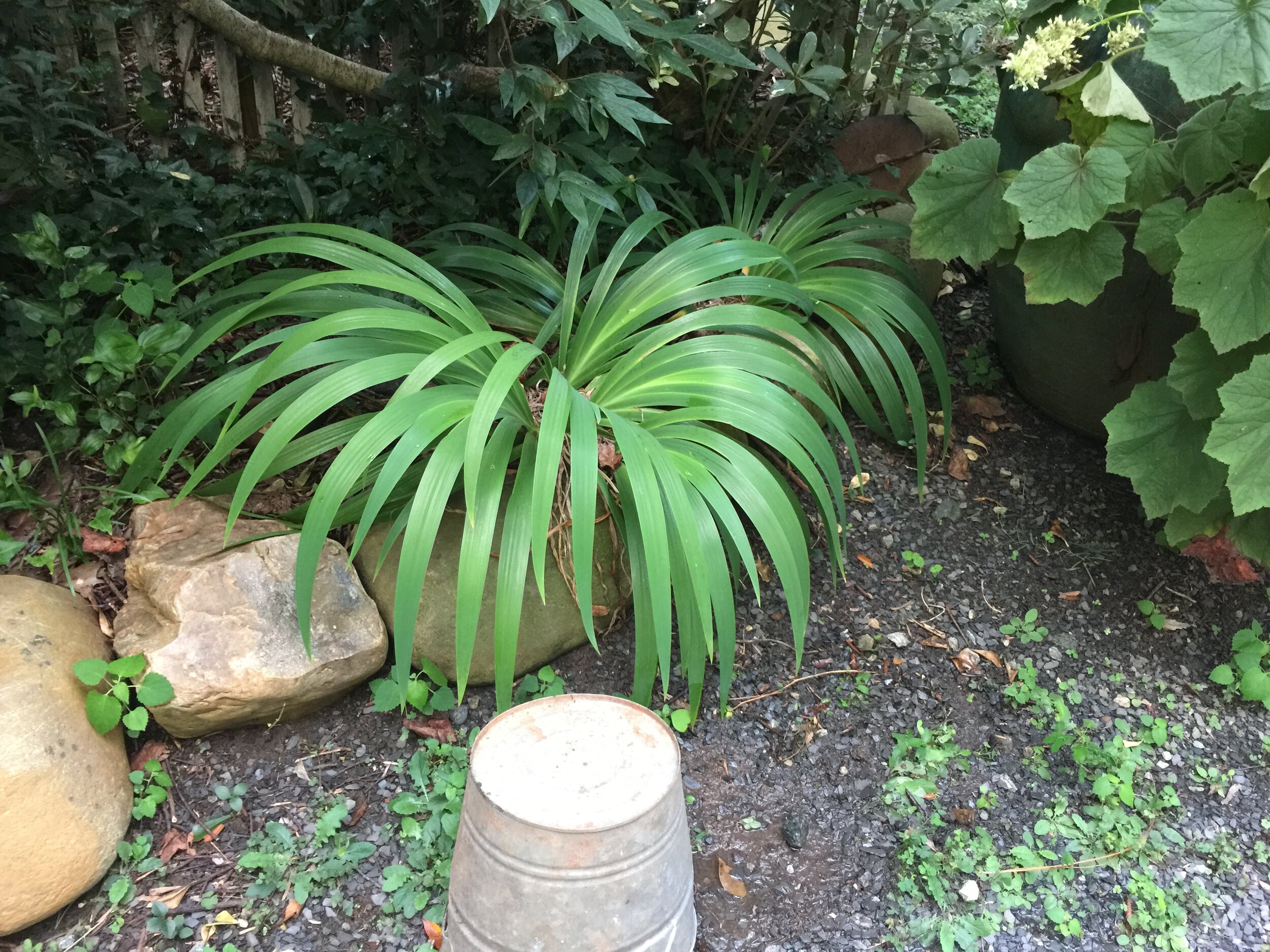 Iris tectorum ‘Slick Rock’