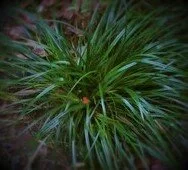 carex oshimensis.JPG