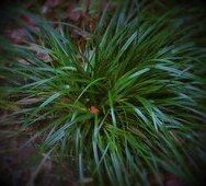 Carex oshimensis