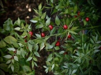 Ruscus aculeatus