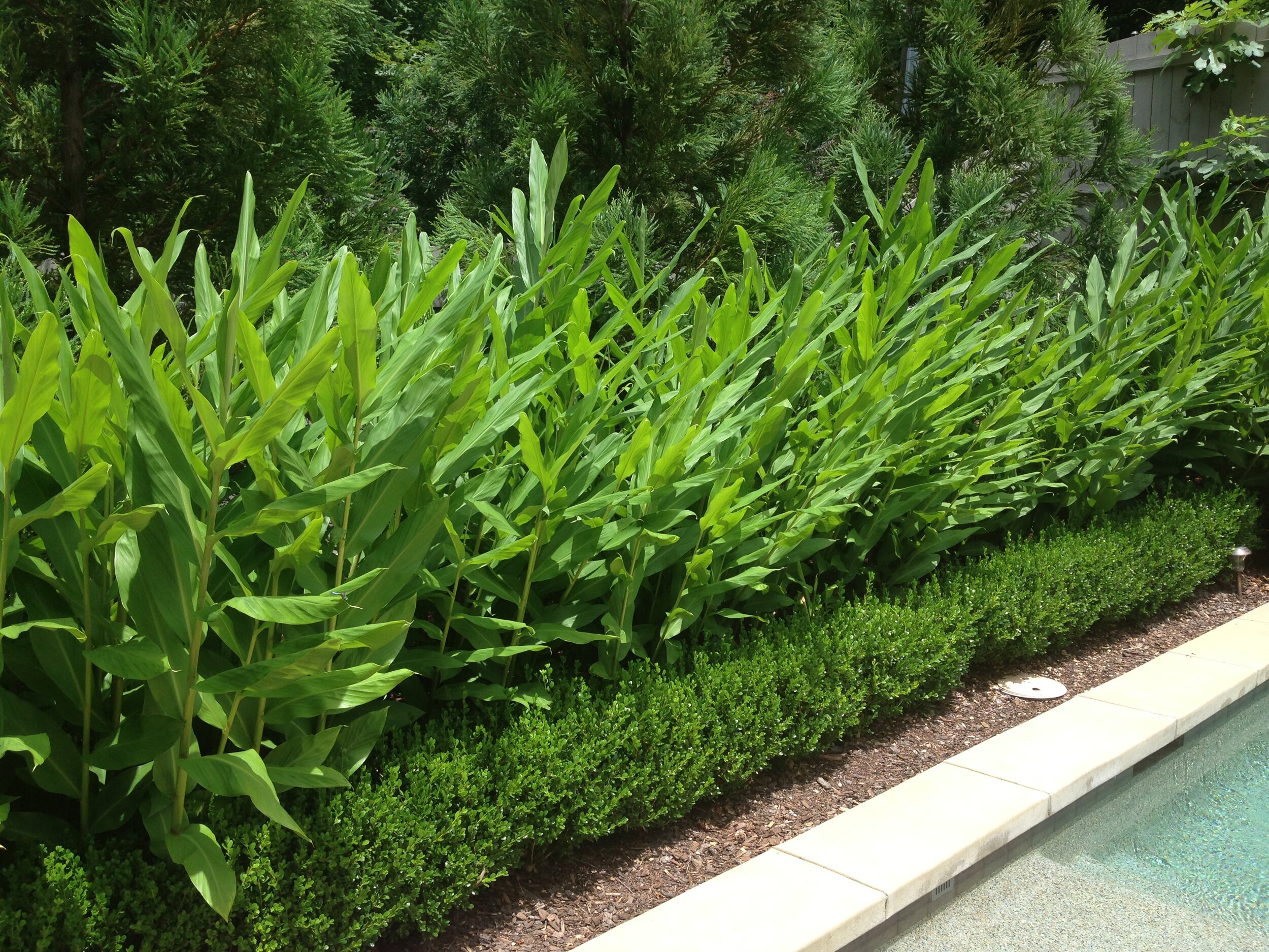 Hedychium coronarium