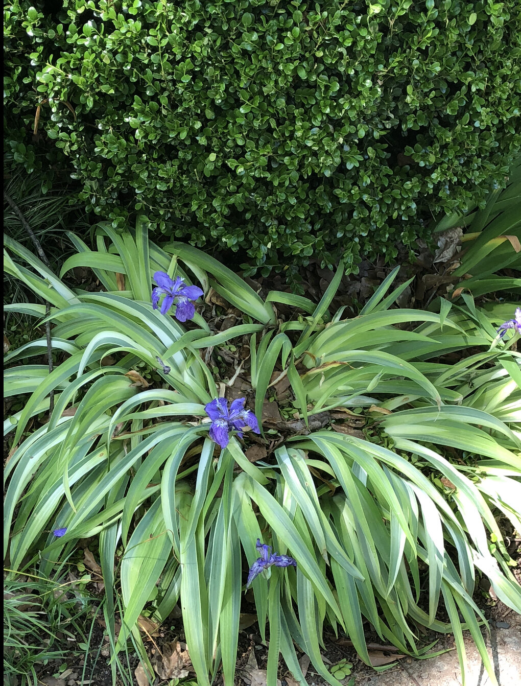 Iris Tectorum ‘Variegata’