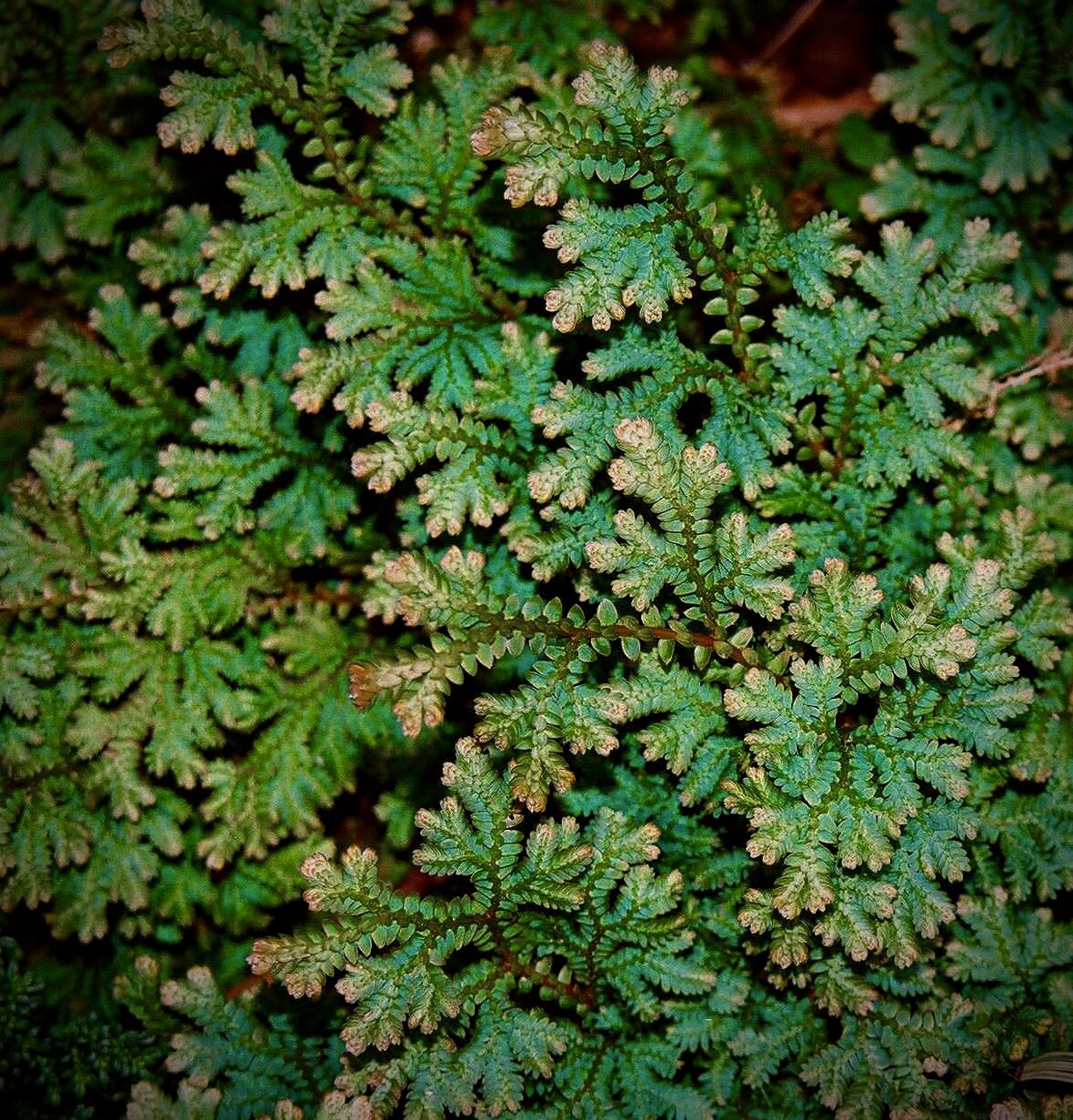 Selaginella uncinata