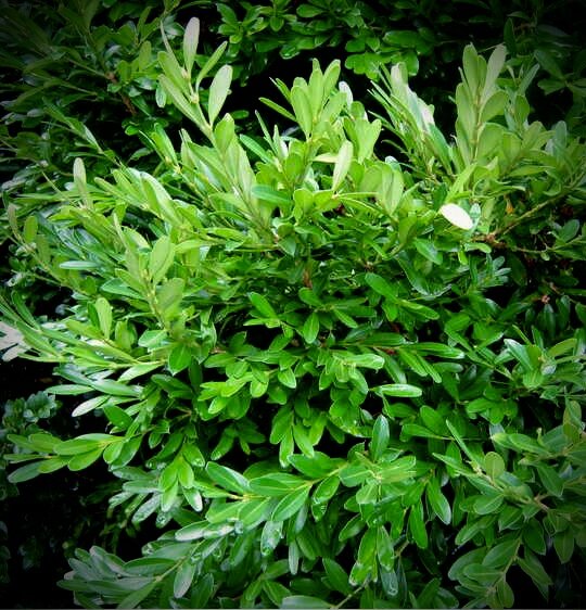 Buxus harlandii