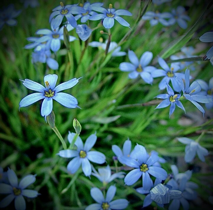 Sysirinchium angustifolium ‘Sewanee’