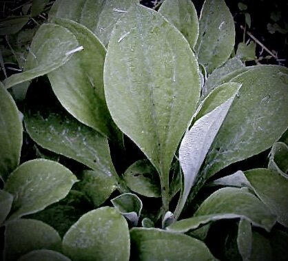Antennaria plantaginifolia
