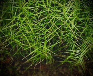 Carex muskingumensis ‘Little Midge’