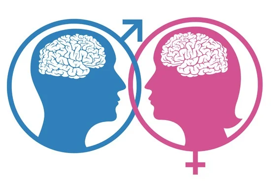 female-male-brain-differences.jpg