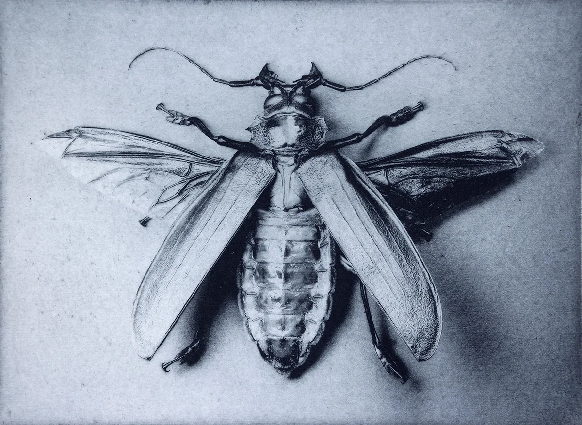 I worked a lot with insects making photographs, drawings and prints. This was a photo made in 2004 of Titanus giganteus, a large and beautiful beetle that was then in Bob Natalini's collection.