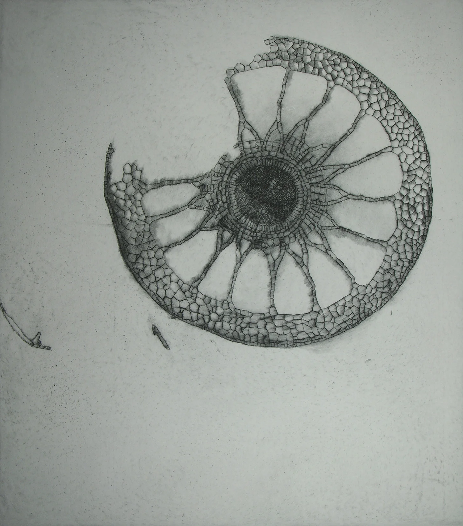 Myriophyllum