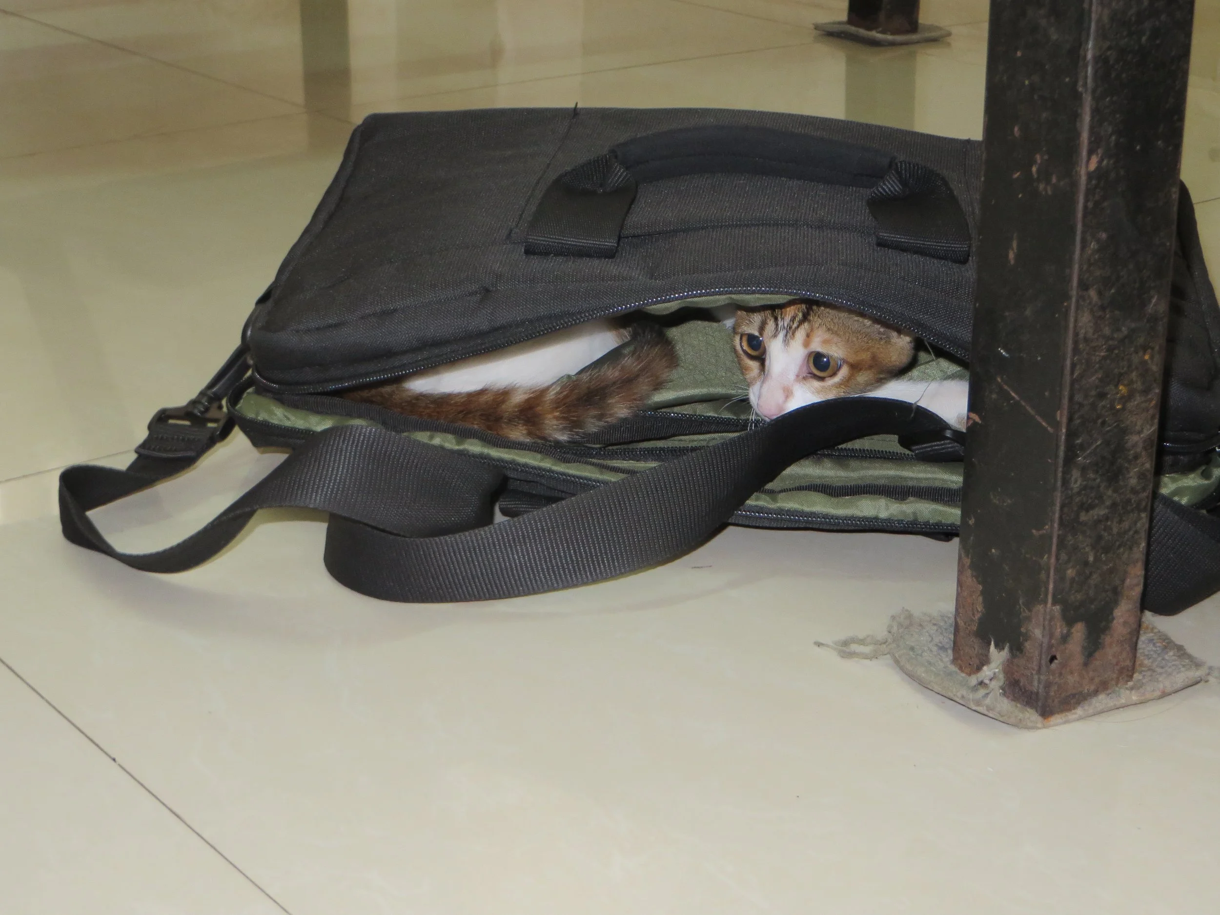 Visitor