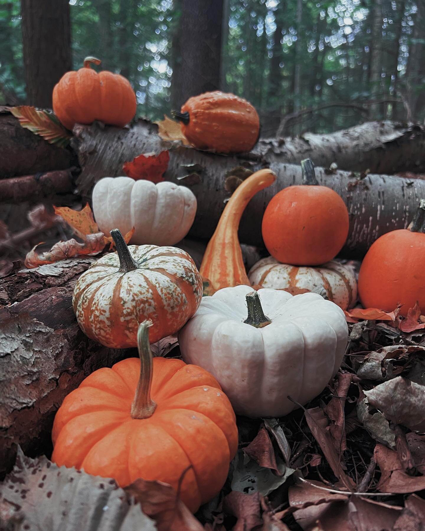 Can&rsquo;t wait for October to officially claim its Pumpkin season!! 🎃 

Who&rsquo;s with me? 🎃 🎃 🎃