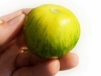 tomato.jpg