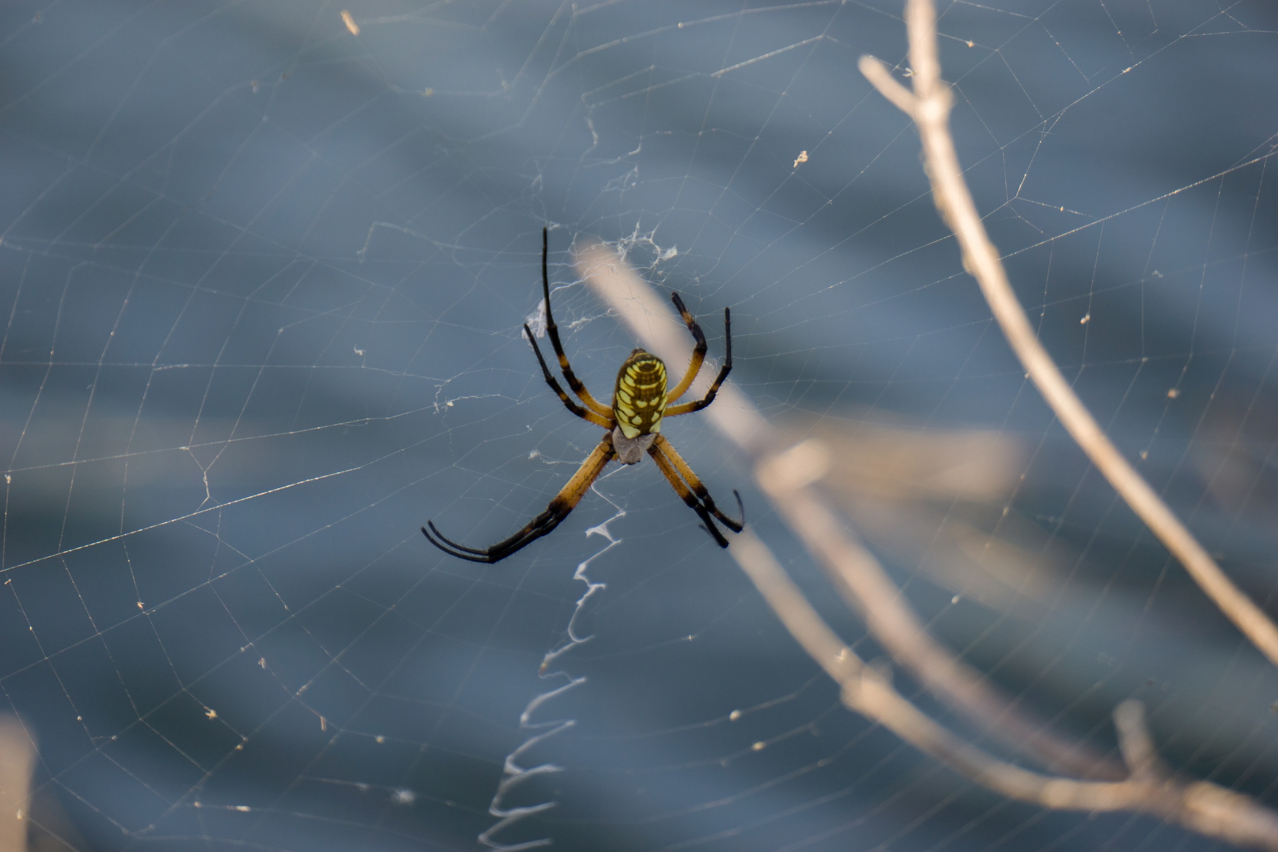  I love spiders,&nbsp;garden spiders especially. I loved how these two spiders where positioned on the ramp down to the dock. 