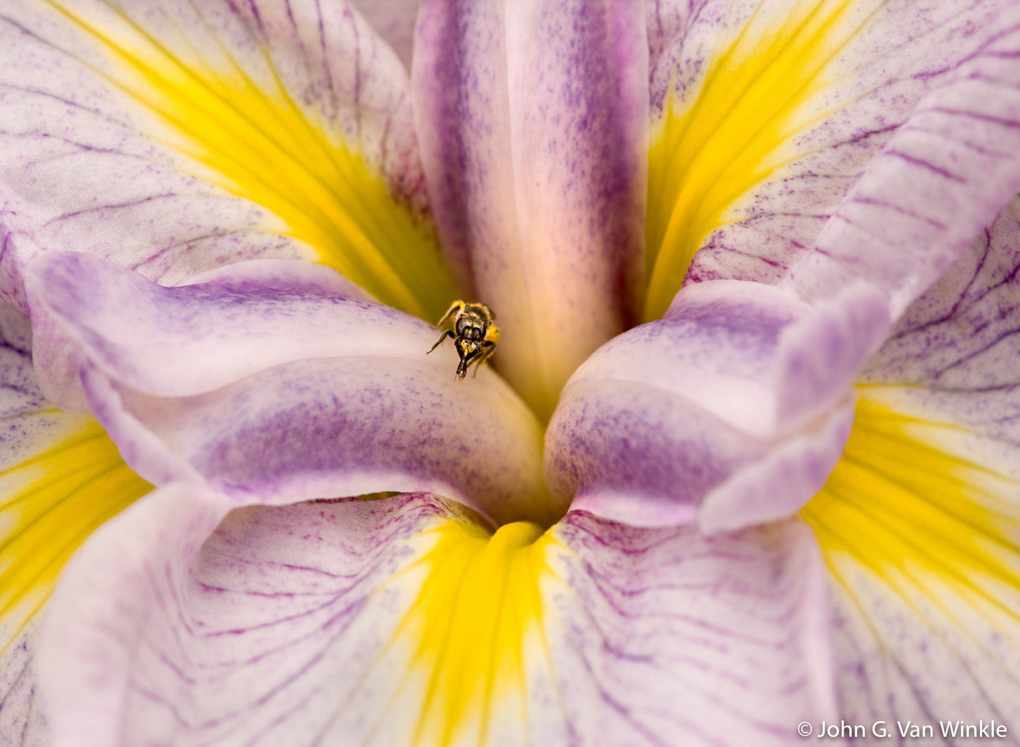 Bee on Iris, Golden Gate Park, California