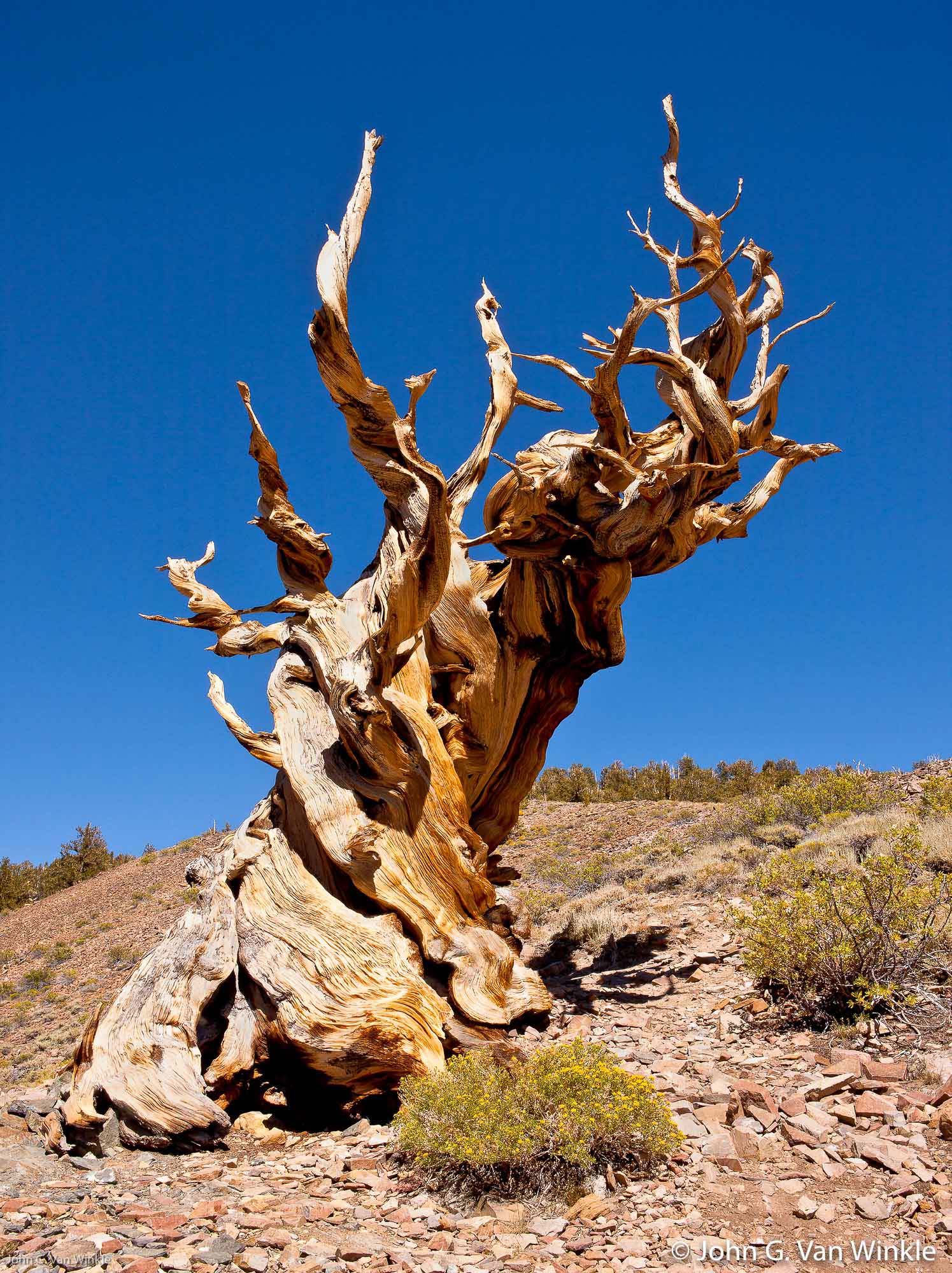 Bristlecone Pine, White Mountains, California
