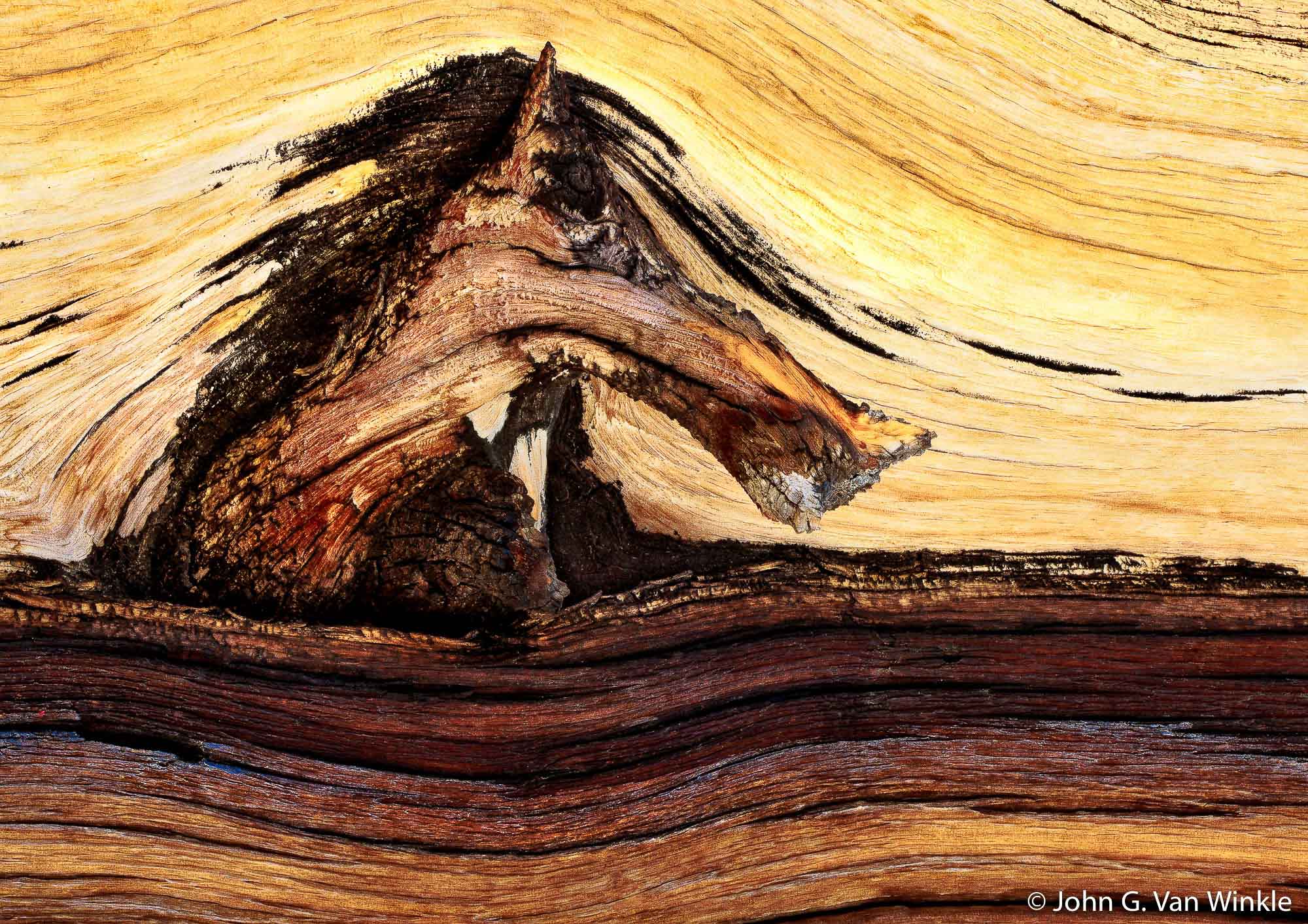 Bark Design on Bristlecone Pine, White Mountains, California