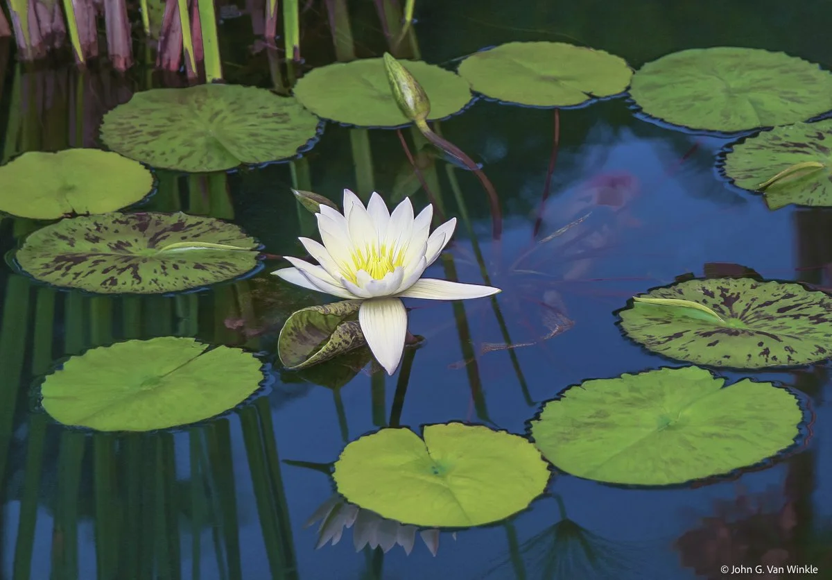 Water Lily, Maui, Hawaii