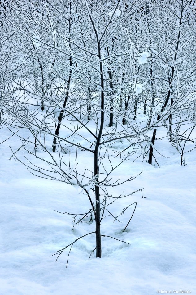 Trees and Snow, Yosemite Valley, Yosemete National Park, California