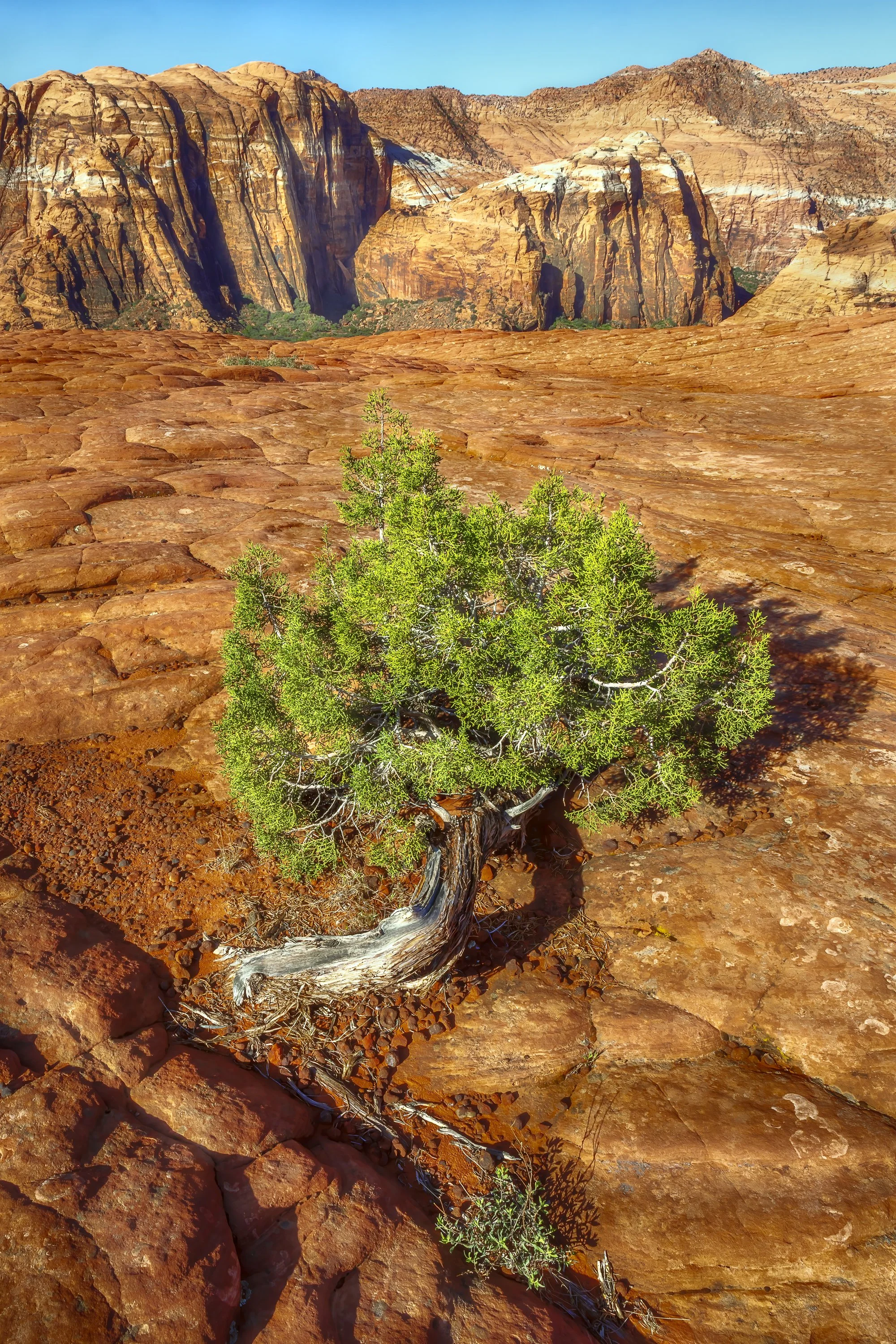 Juniper Tree and Moqui Marbles, Snow Canyon, Utah