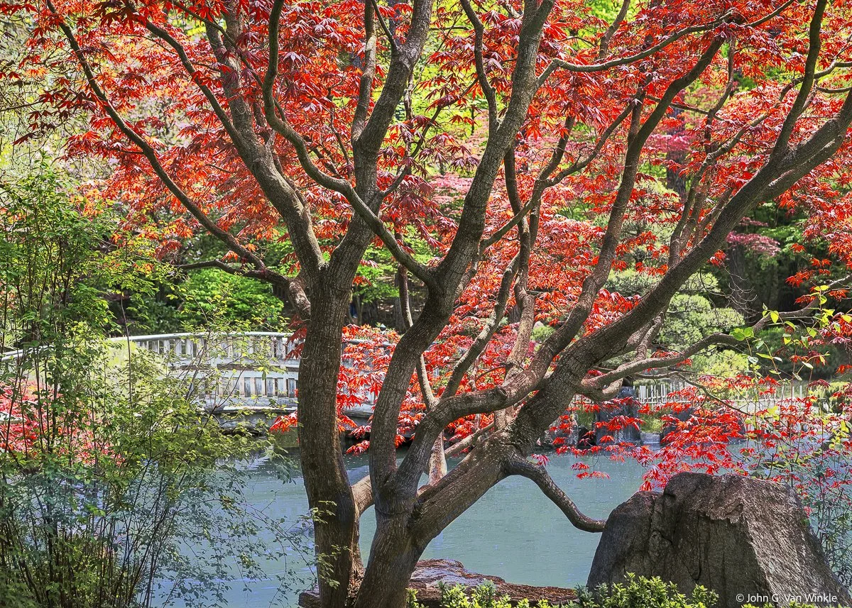 Japanese Maple, Manito Park, Spokane, Washington