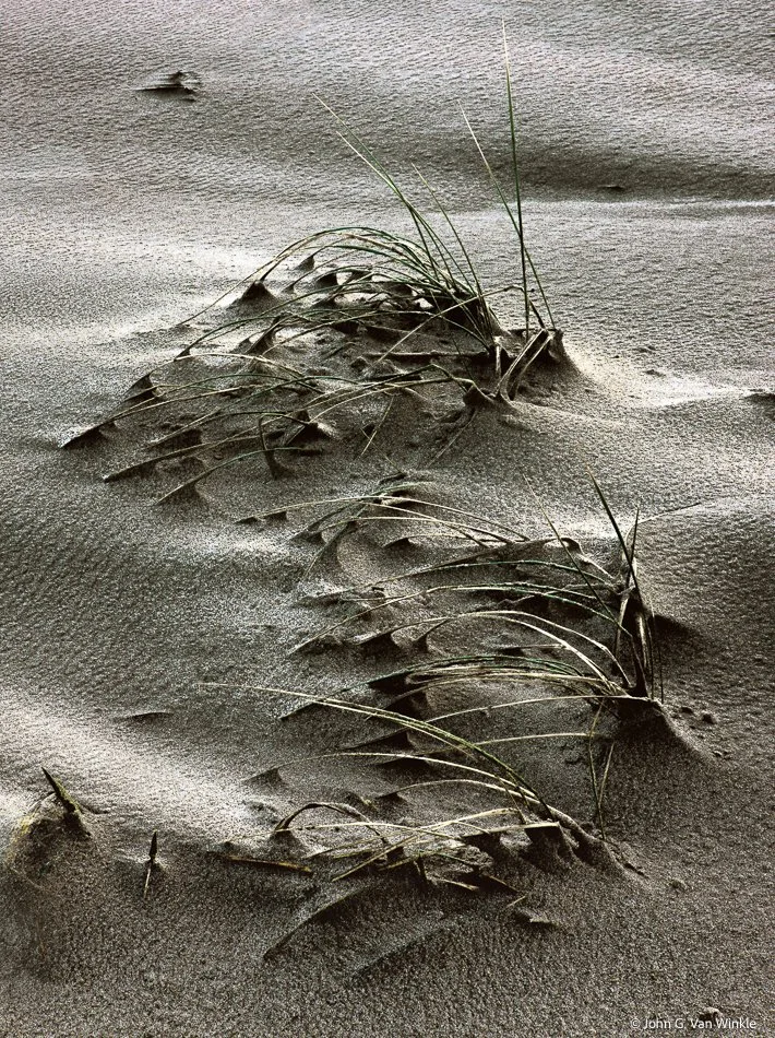 Beach Grass After the Rain, Oregon Coast