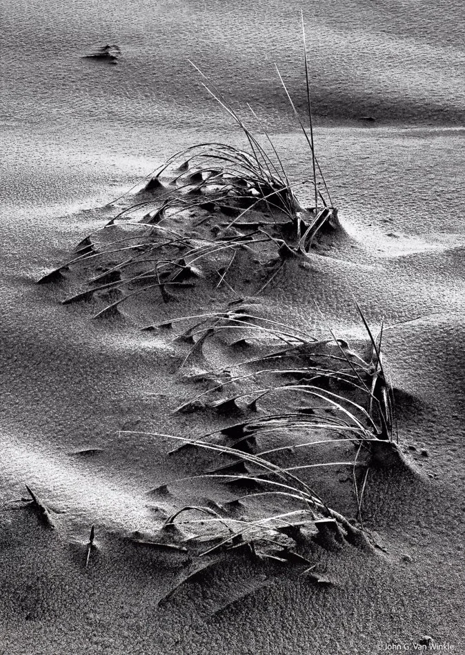 Beach Grass After the Rain, Oregon Coast. B&W