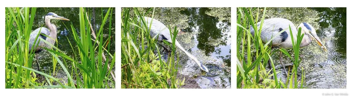 Stalk, Strike, Lunch