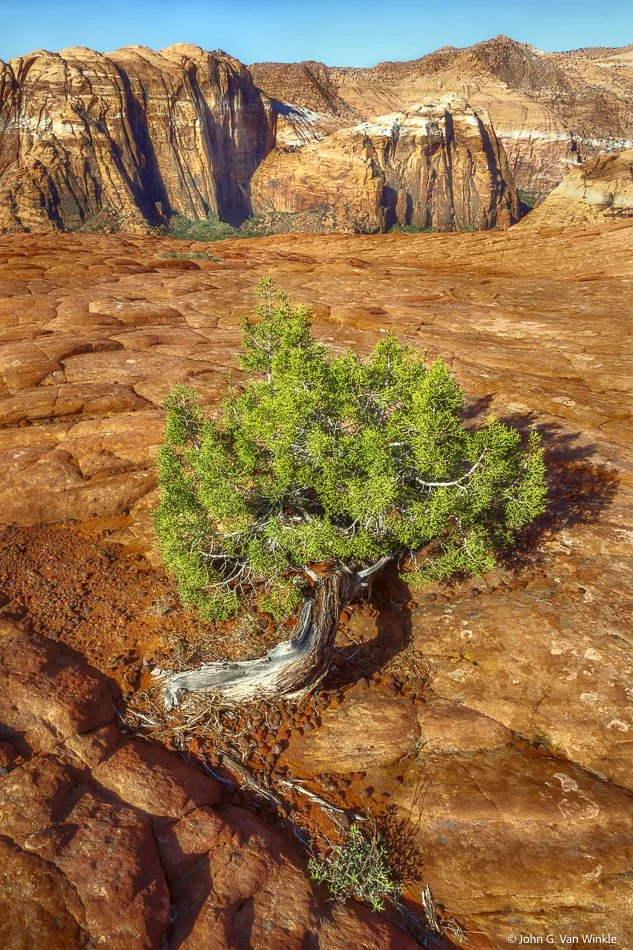 Juniper and Moqui Marbles, Snow Canyon, Utah