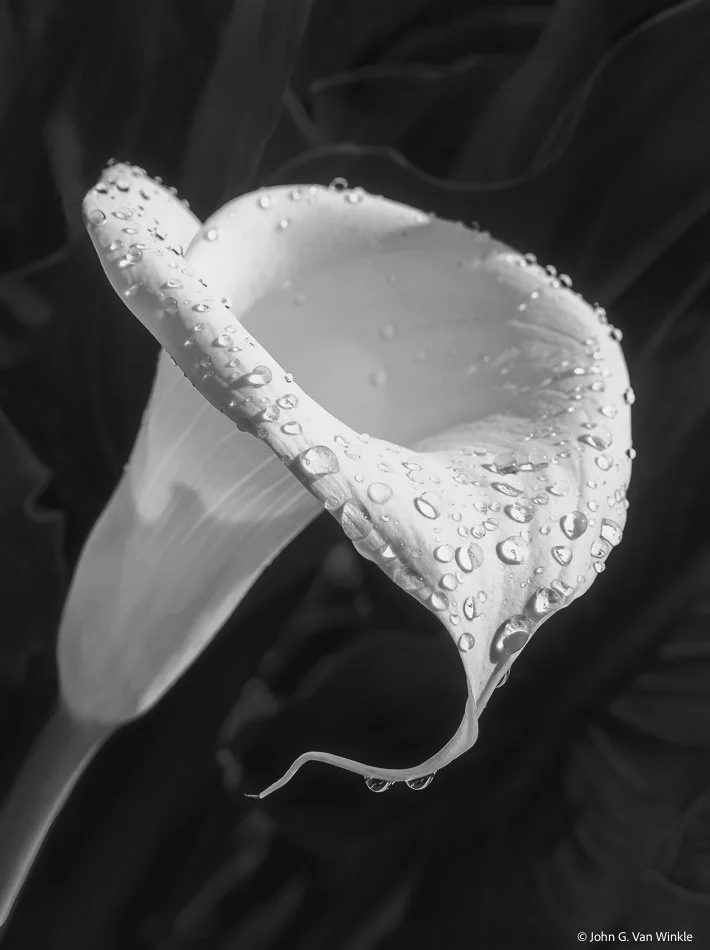 Calla Lily After the Rain