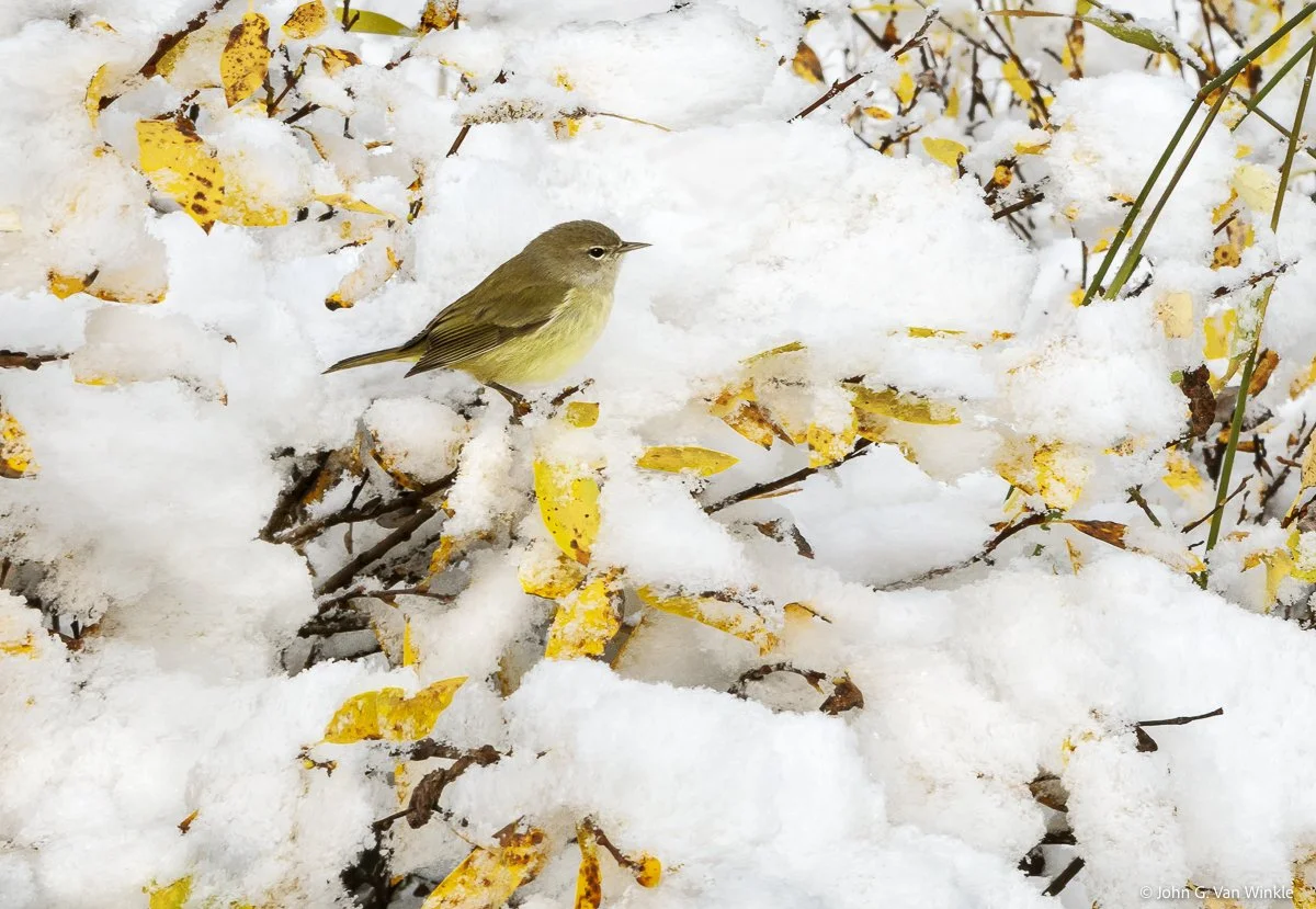Orange Crested Warbler