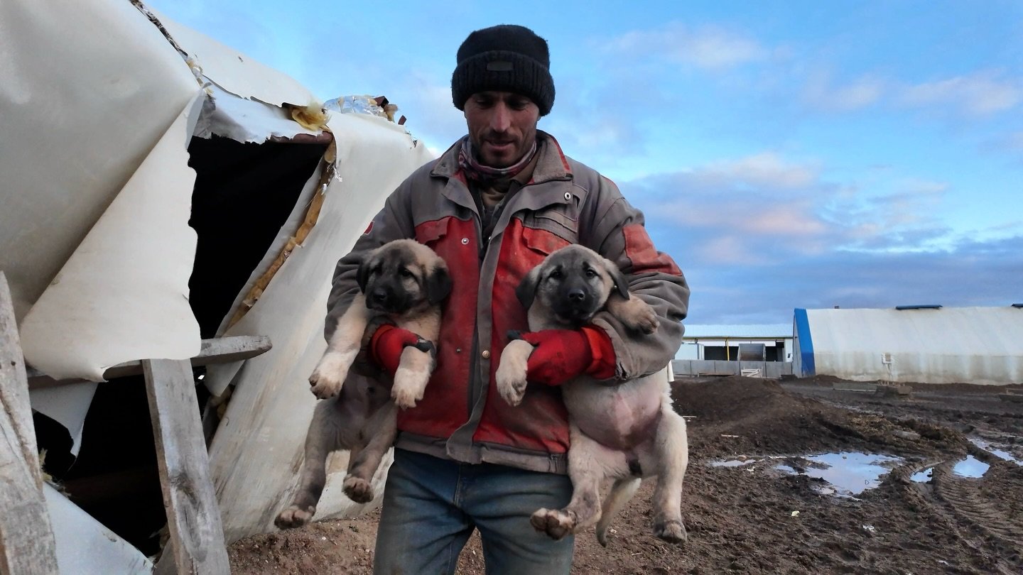 BTS from the Kangal shoot (aka when I almost brought back home a baby Kangal and an adult Kangal): 
1. Razık Shagıl, a 27 year old shepherd, carries two baby Kangal dogs who escaped from their enclosure. Young kangals live with the flock of sheep to 