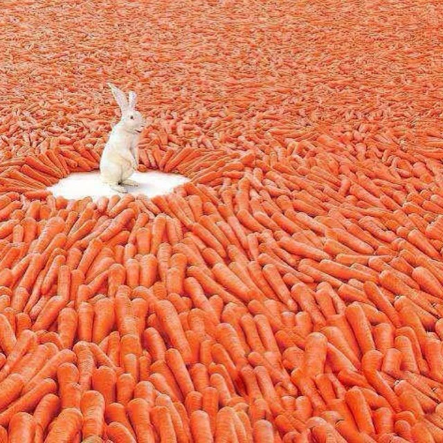 Carrot Rabbit.jpg