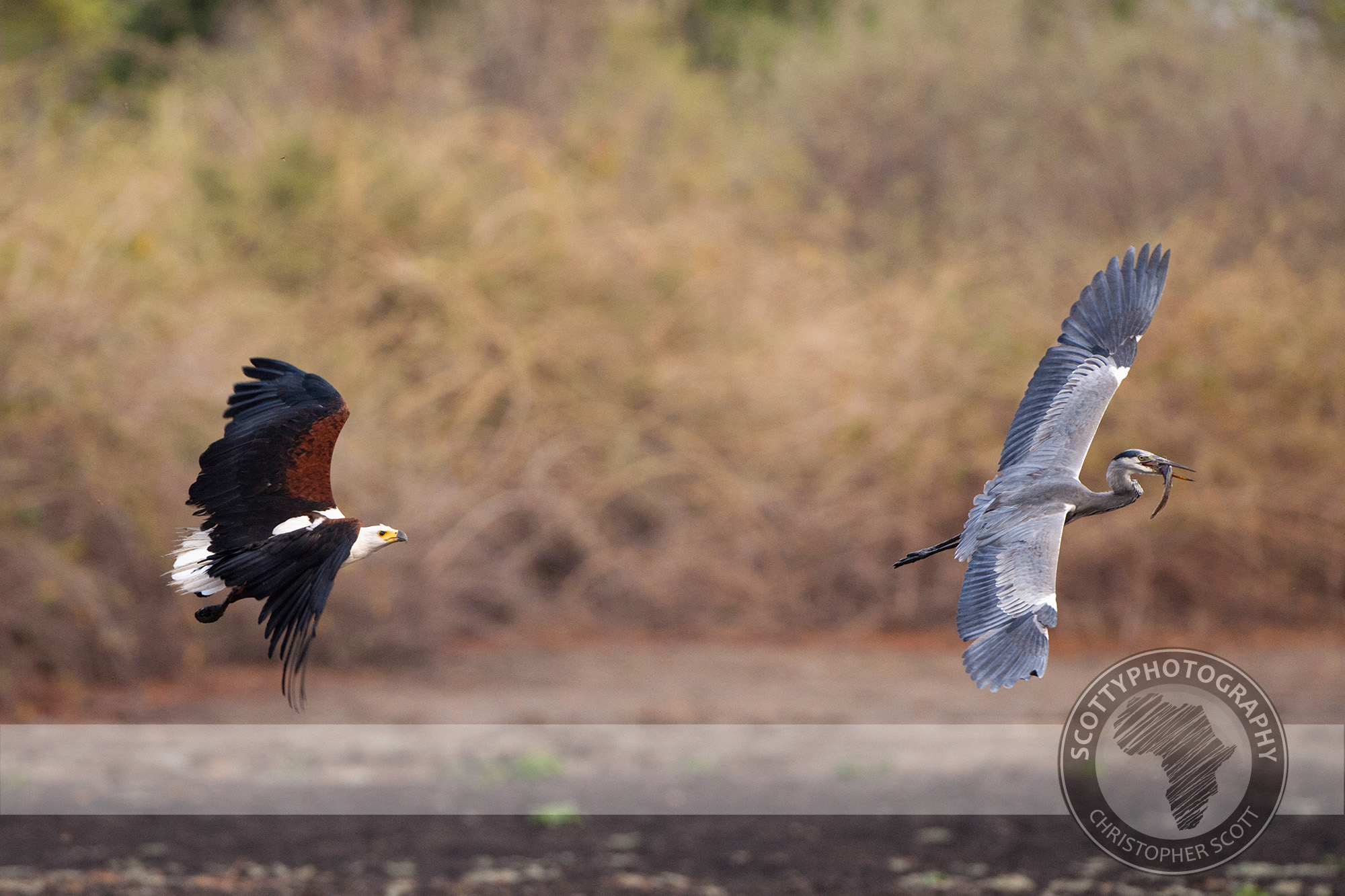 Chris watched this feathered bully harass the patient Grey Heron for 3 full days.