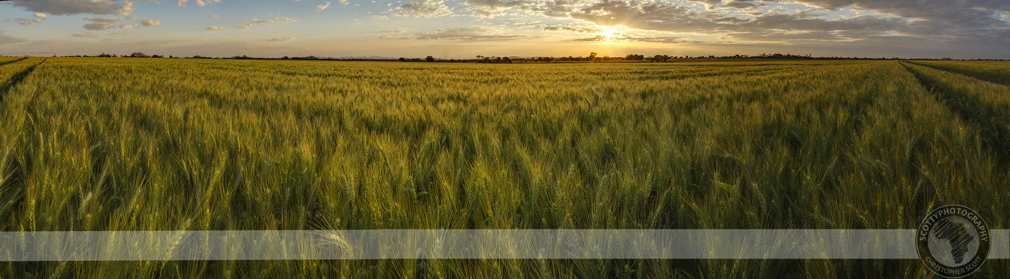 Creating a 180 degree panoramic image of this field of wheat at sunset allowed me to showcase the sheer size of the field.