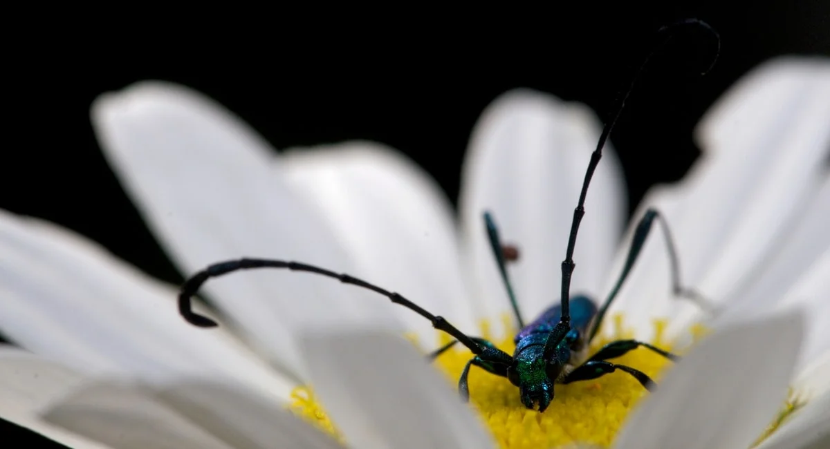 Chris Scott Photography Macro Bug.jpg