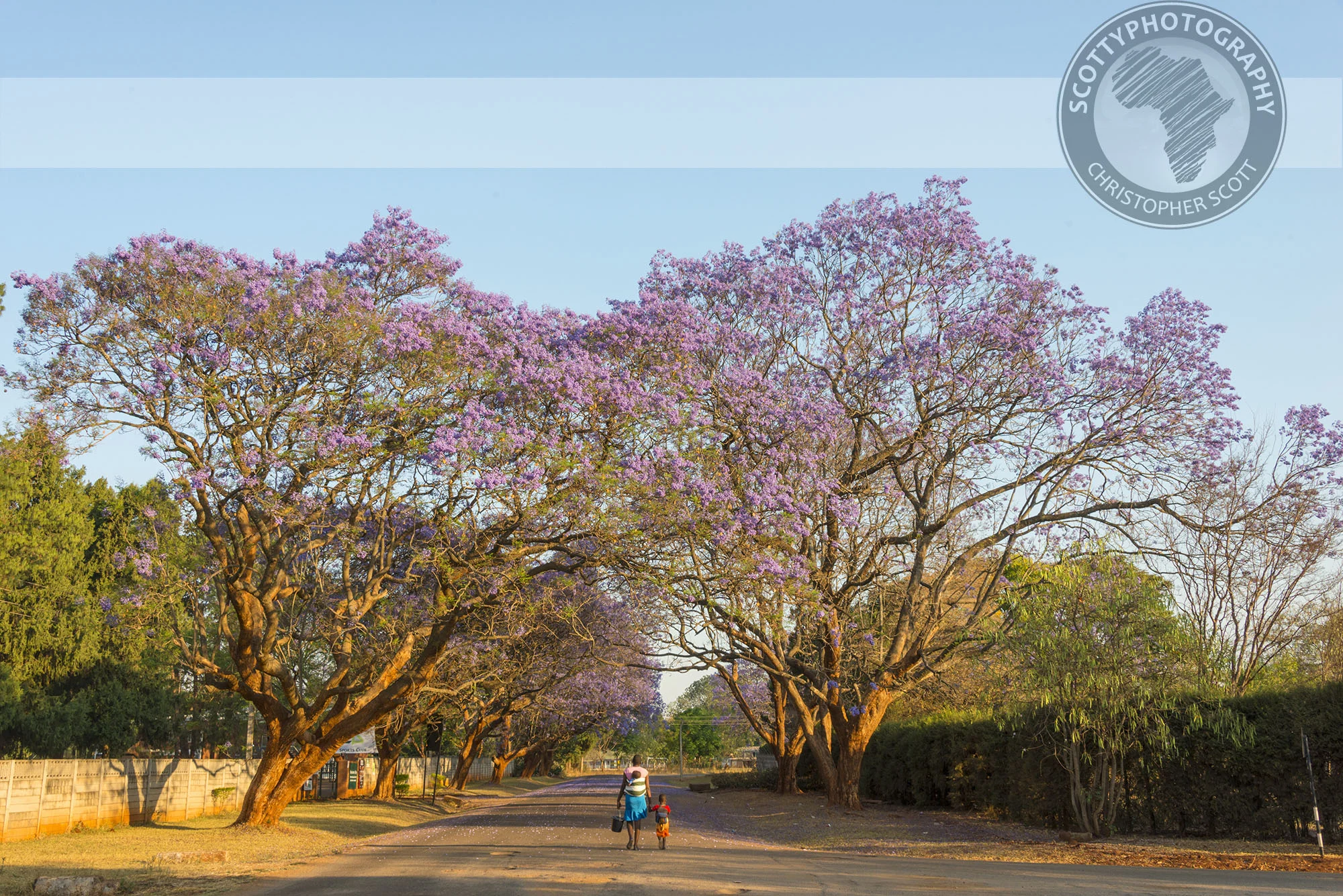 This image of a typical neighbourhood scene was taken just around the corner from my house.