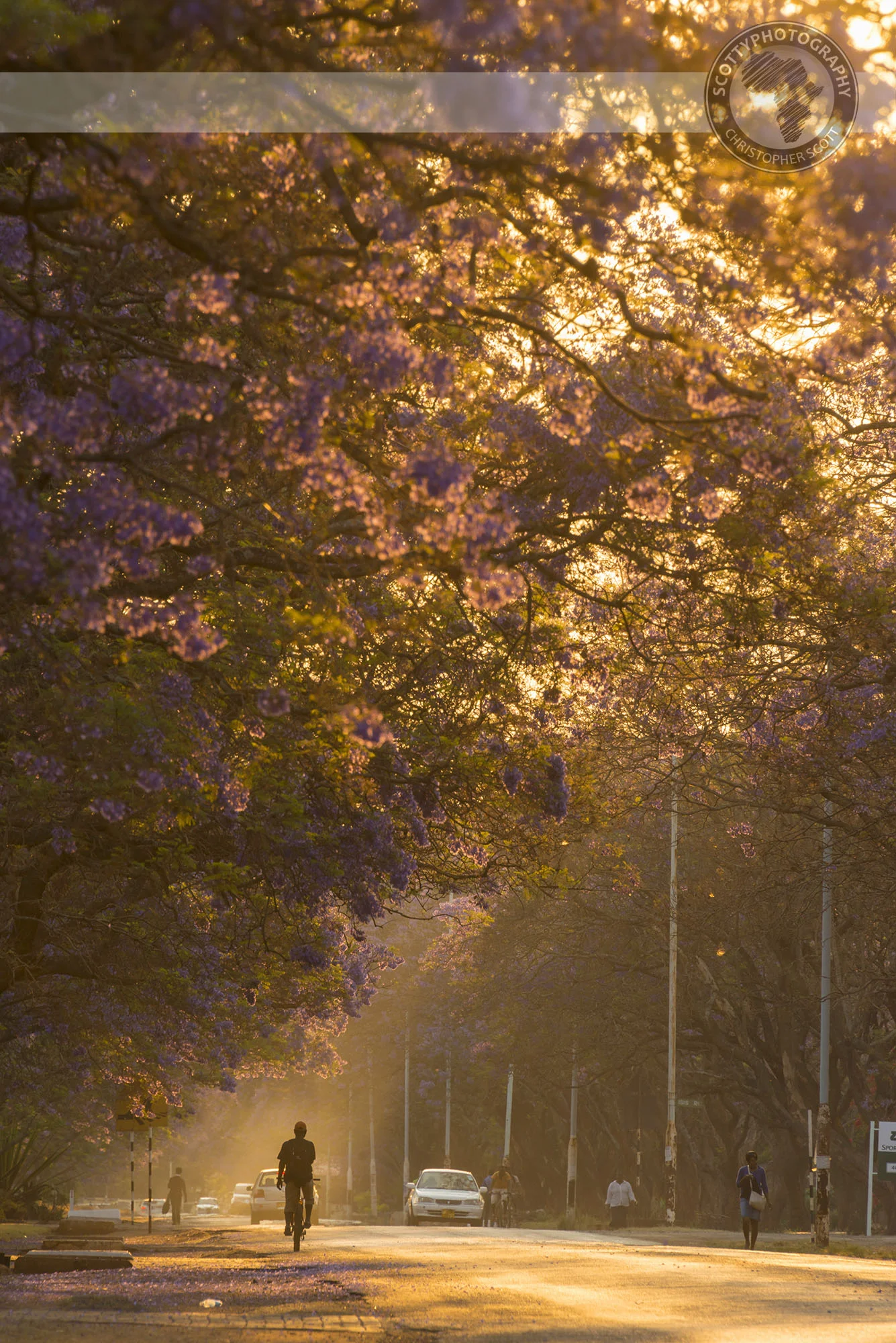 Golden hour light will add that extra vibrancy to your jacaranda pictures.