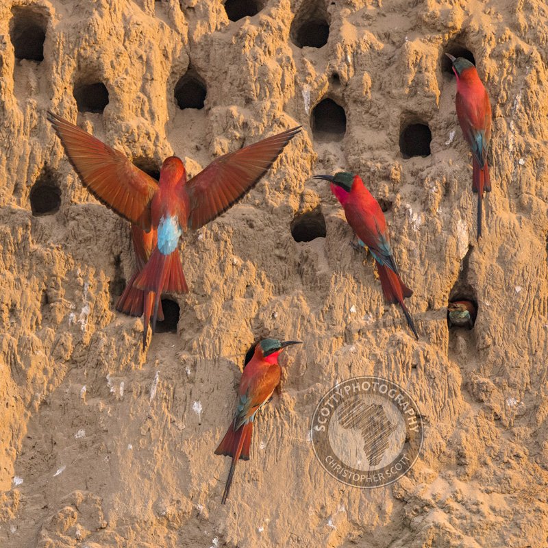 Bee-eater, Carmine-166 copy WM.jpg