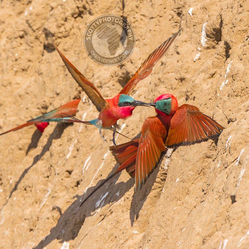 Bee-eater, Carmine-356 copy WM.jpg