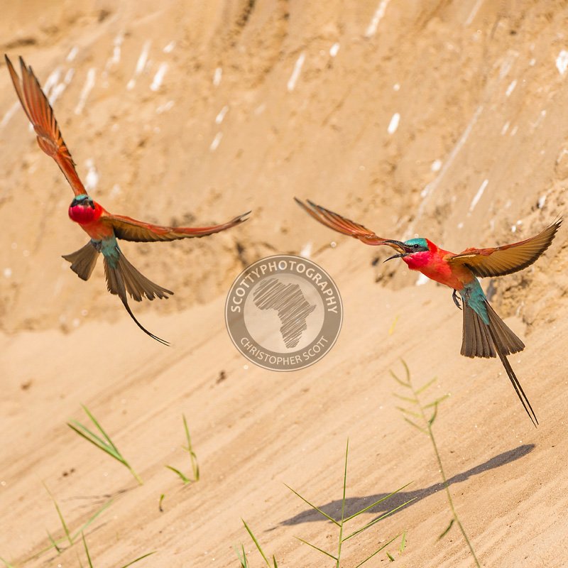 Bee-eater, Carmine-362 copy WM.jpg