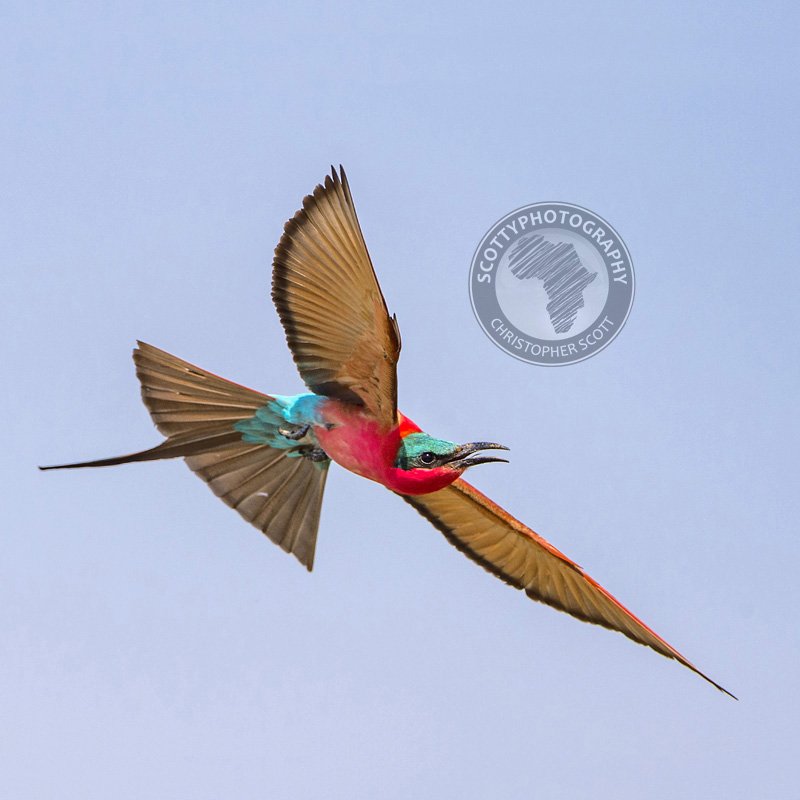 Bee-eater, Carmine-377 WM.jpg