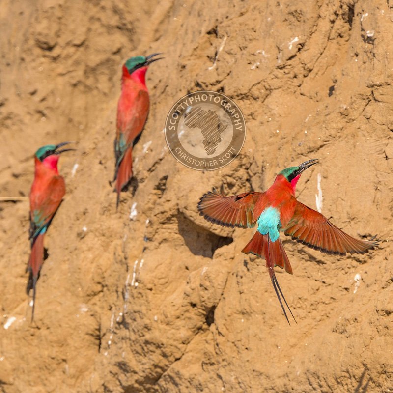 Bee-eater, Carmine-388 WM.jpg