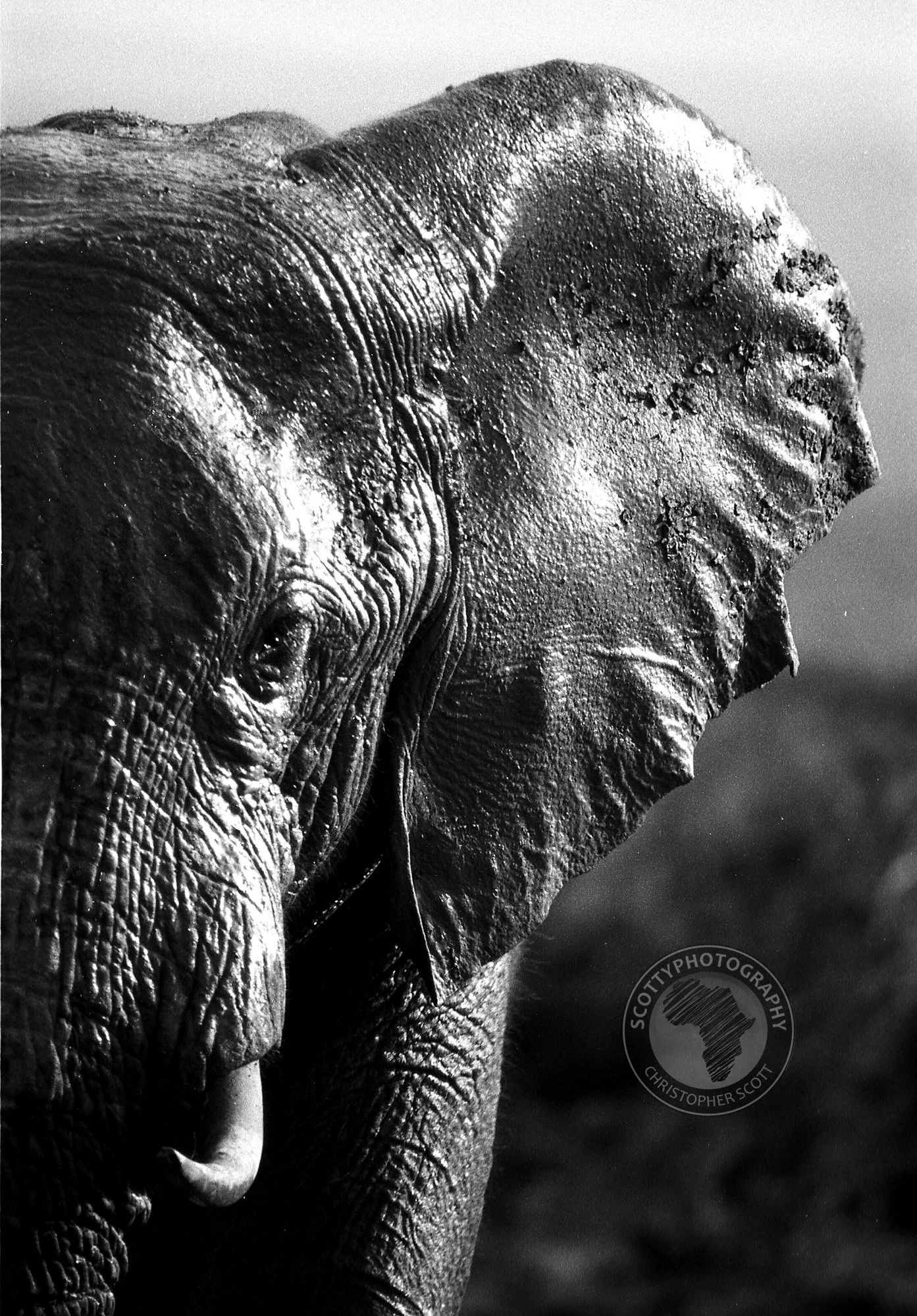 Addo elephants1 copy.jpg