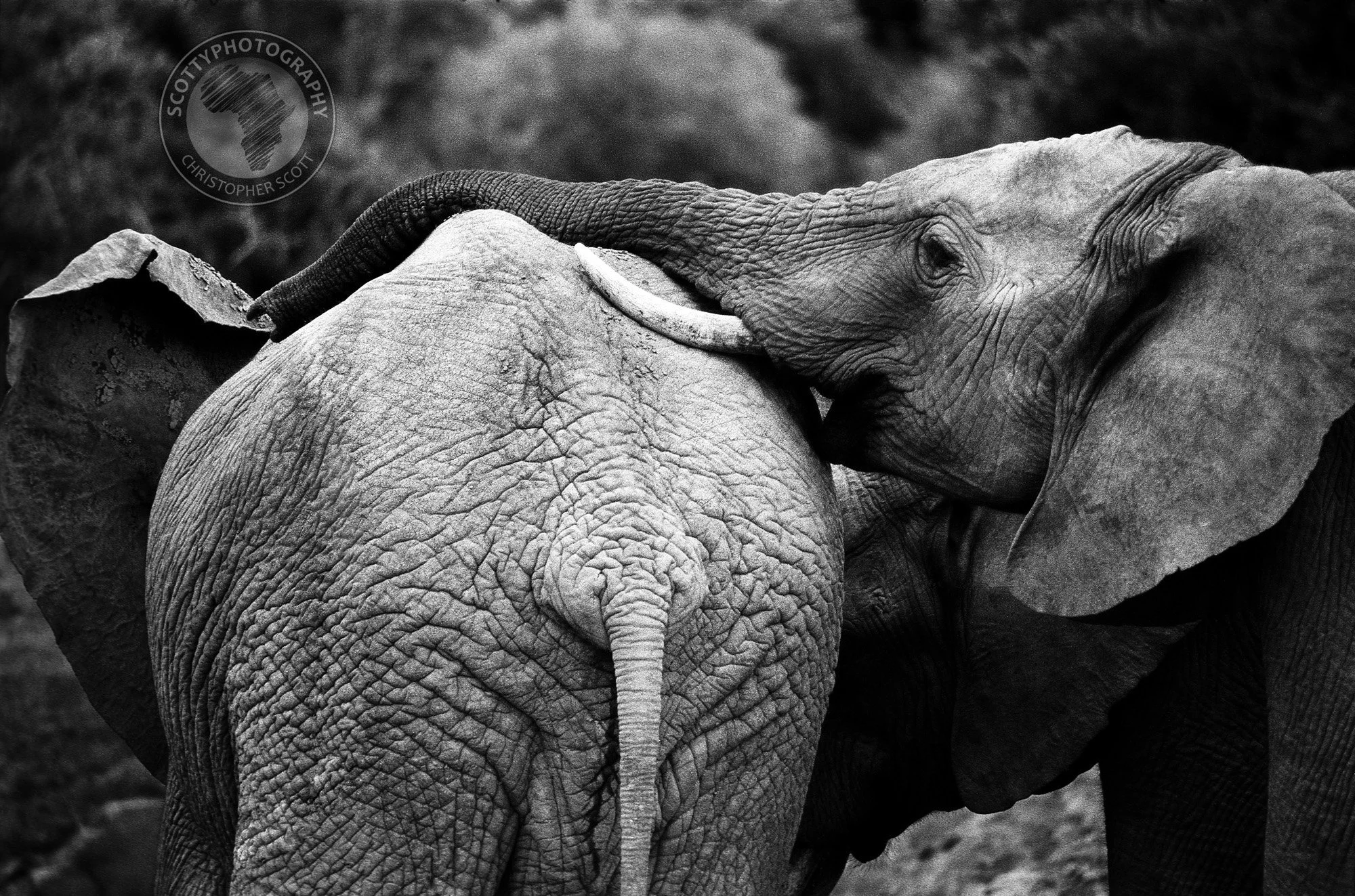 Addo0104 copy.jpg