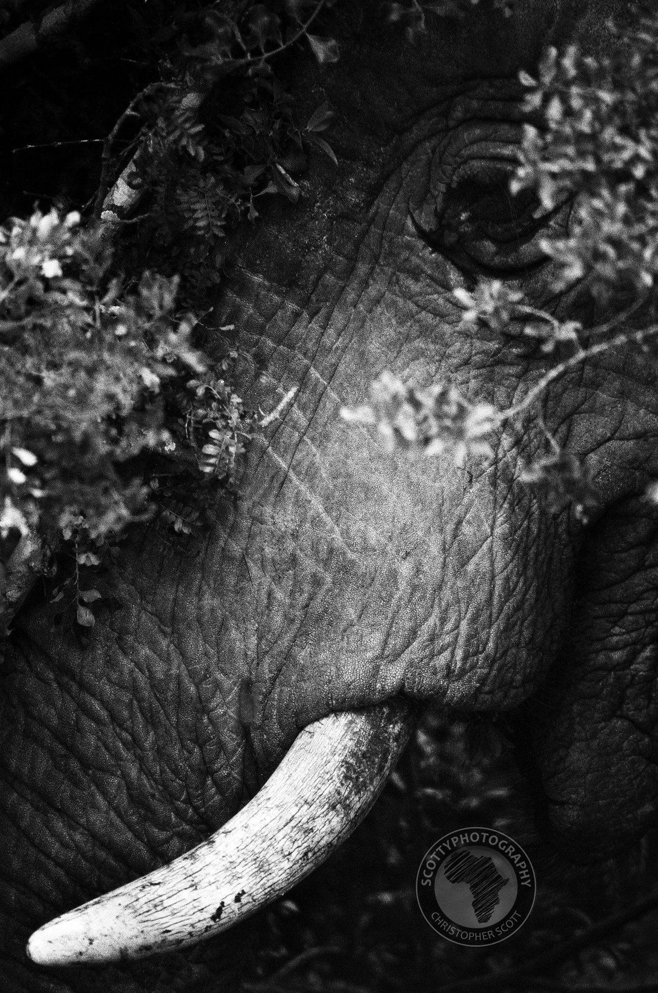 Addo0053 copy.jpg