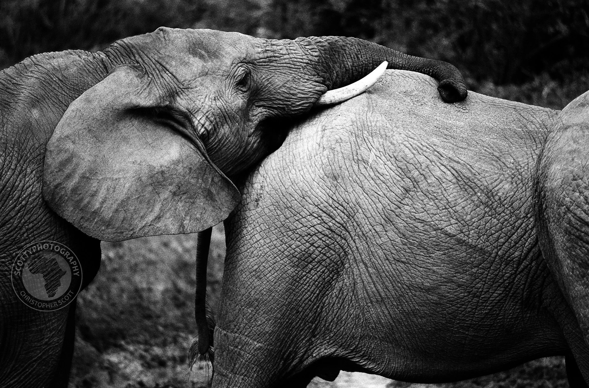 Addo0172 copy.jpg