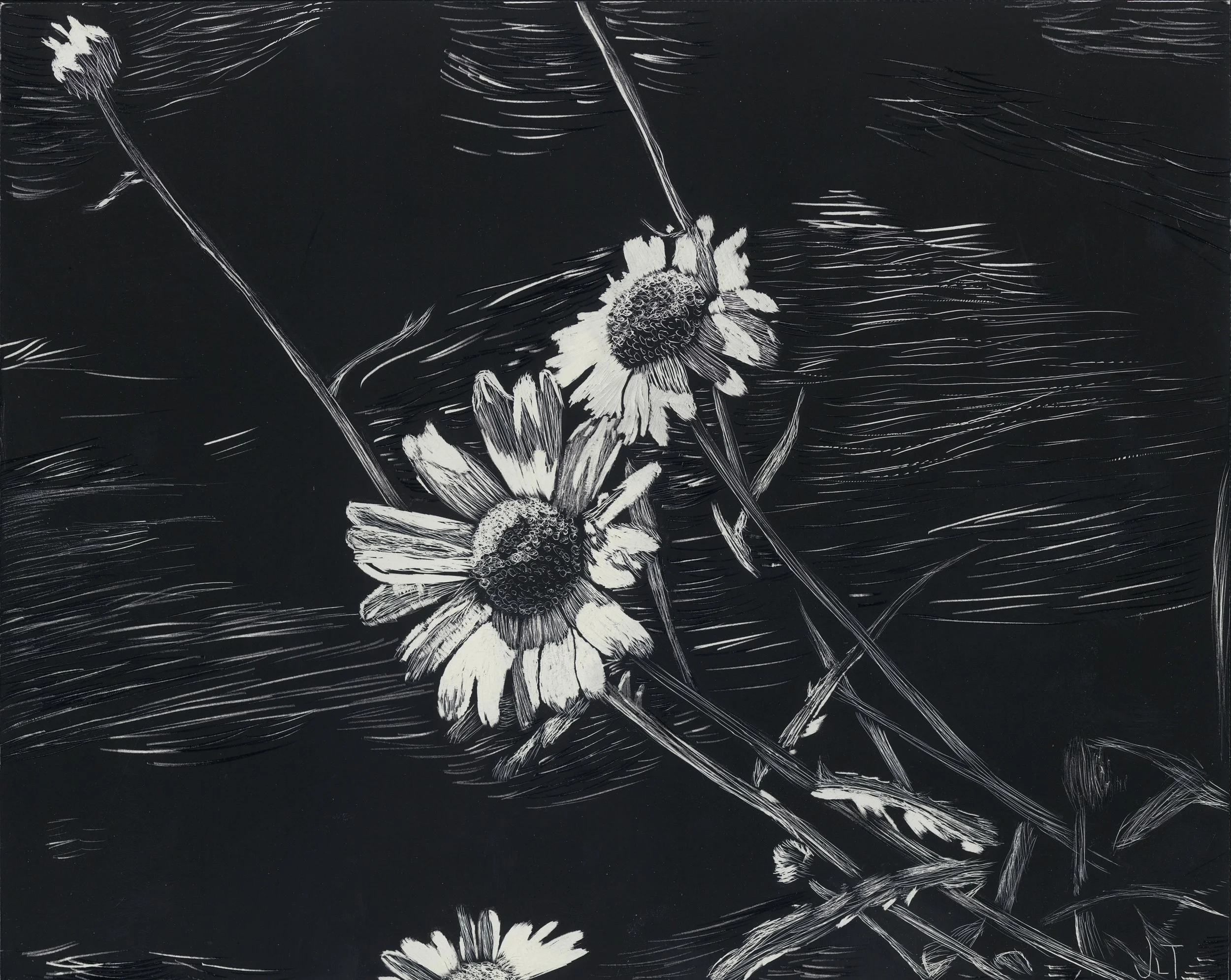 Daisies.jpg